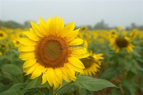 黃色的花有哪些|黄色鲜花知多少？30种黄色鲜花（附图）